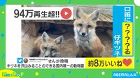 癒やし度MAXな“仔ギツネの仕草” 意味は「把握していない」