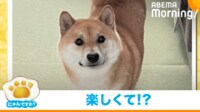 【映像】ぬいぐるみで遊ぶ柴犬(後ずさりして去っていく様子も)