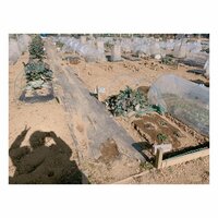 辻希美『菜園♡』