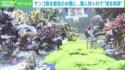 東京のど真ん中にサンゴ礁！？ 職人技×AIで“海を再現” 海を守る活用法とは？
