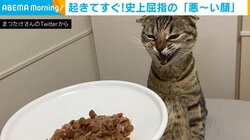 寝起き直後、ごはんを前にあくびをした瞬間が「悪い顔」 アニメキャラ似の声も