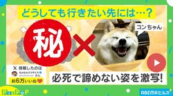 どうしてもお風呂に入りたい？柚子を求めて何度も挑戦する柴犬の姿に「絶妙に届かない感じがかわいい」「こっちを見るのが良い」と反響