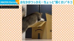 段ボール箱に飛び込む猫→お腹がつっかえて“失敗”する様子に飼い主メロメロ