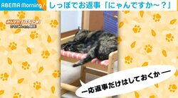 飼い主の呼ぶ声に“尻尾クイッ”だけの適当な反応をする猫に「尻尾で返事すんなー」と一喝