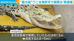 “最大級”ワニを無許可で飼育か 男逮捕