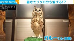 日差しのあたる窓辺にぺたーん！ “スライム化”するフクロウに「溶けすぎｗ」の声