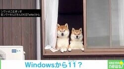 窓から感じる“熱い視線”… 飼い主を眺める2匹の柴犬の姿に「毎朝これに会いたい」「シバソックによる常駐警備ですな！」と悶絶の声