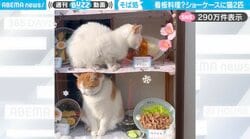 看板料理！？そば屋のショーケースで日向ぼっこする2匹の猫に「アカン、近所にこの店欲しい」と反響