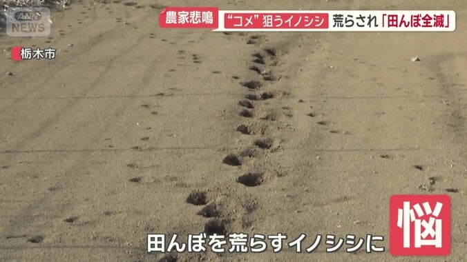 田んぼを荒らすイノシシに悩まされている