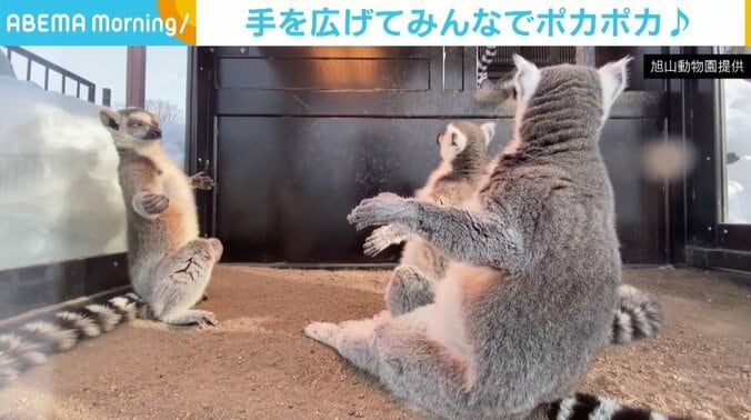 集まって手を広げる「ワオキツネザル」 冬場に見られる暖を取る姿 旭山動物園 1枚目