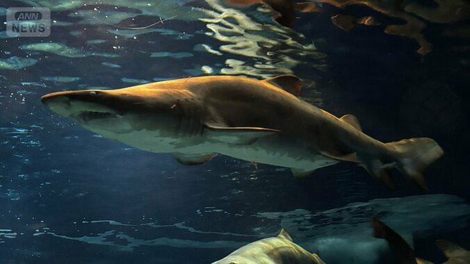 【サメの見分け方】アクアワールド茨城県大洗水族館にいるサメ｢シロワニ｣を見分けよう 1枚目
