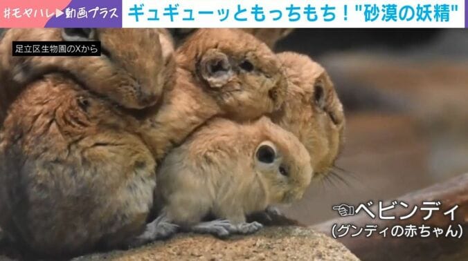 グンディ