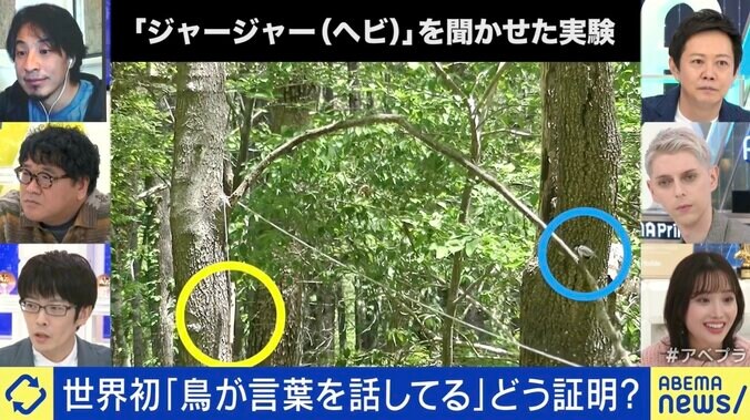 世界初「鳥の言葉を証明」 注目の研究者に聞く、動物たちは何をしゃべってる？ 「人間中心の先入観から脱却して世界を見直すべし」 4枚目