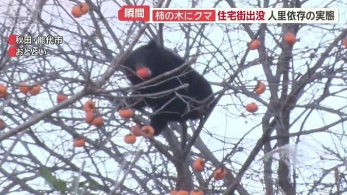 カキを食べているクマ