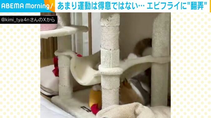 猫のきみちゃん