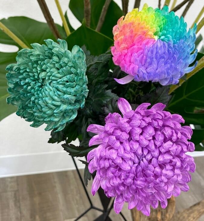 假屋崎省吾、虹色の珍しい花の写真を公開「七夕の夜には超マッチするね！！」  1枚目