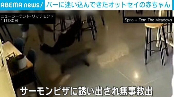 サーモンピザに誘い出される赤ちゃんオットセイ