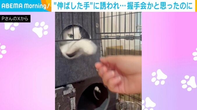 保護猫のミシェルちゃん
