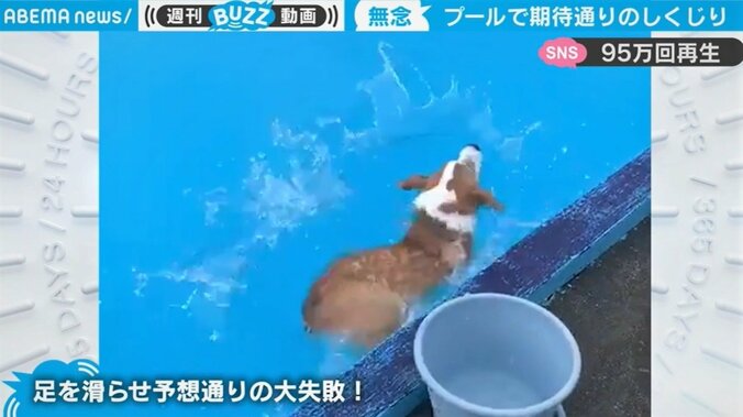 犬用プールでまさかの落水… “しくじり”コーギーが「可愛すぎる」と話題 1枚目