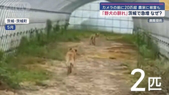 「野犬の群れ」取材中にも20匹超 茨城で“過去最多”急増なぜ 7枚目