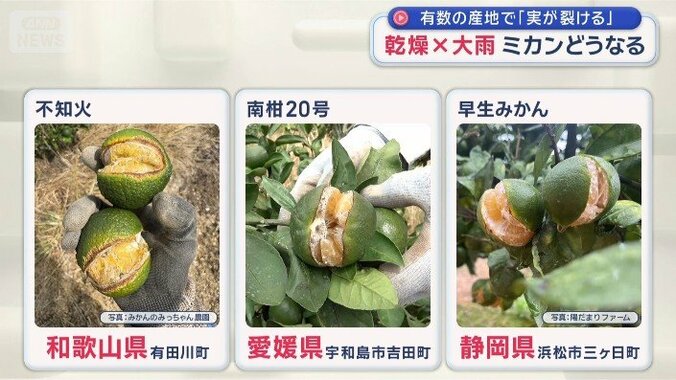 生産量トップ3の和歌山・静岡の産地でも
