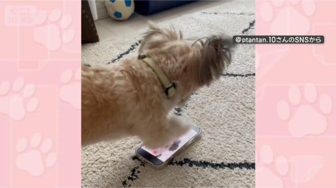 スマホをカリカリ
