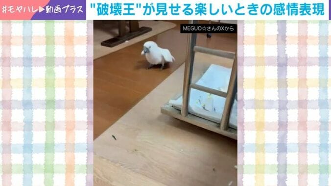 オウムのおこめくん