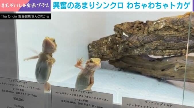 フトアゴヒゲトカゲ
