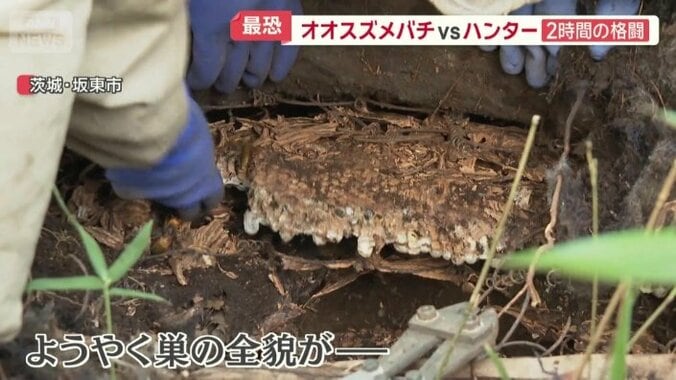 巣の全貌が…