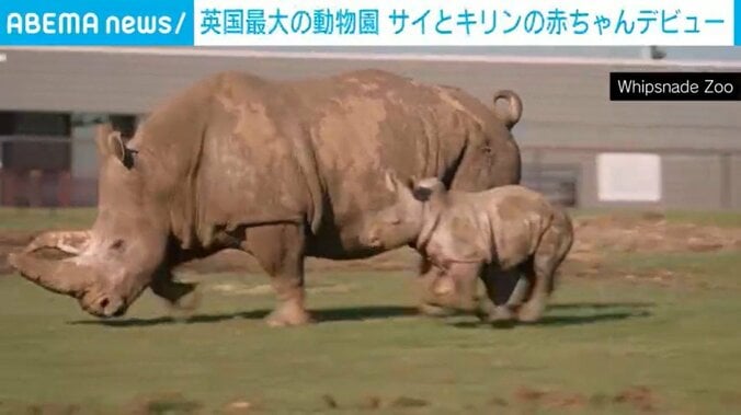 ウィップスネード動物園
