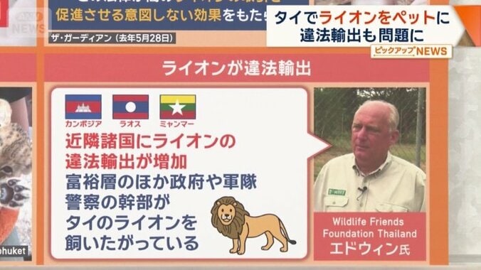 ライオンの違法輸出が増加