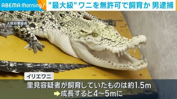 ワニ