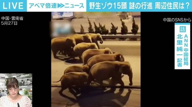 「怪獣映画を見ているような気持ちに」 中国で野生のアジアゾウ15頭が500kｍ北上、昆明市入りし都市部に迫る 1枚目