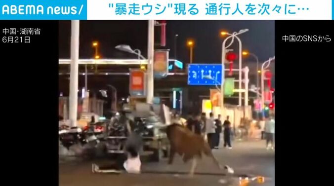 暴走するウシ