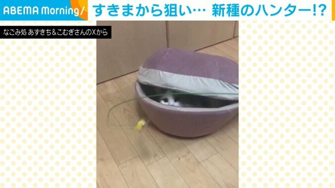 猫のこむぎくん