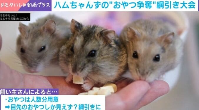 ハムスター3兄弟