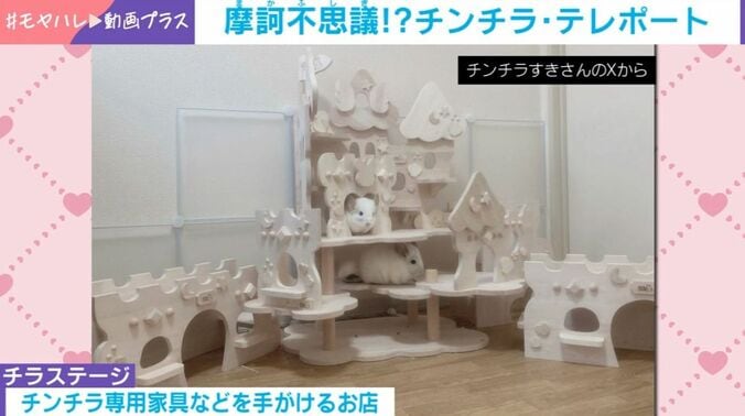 チンチラ