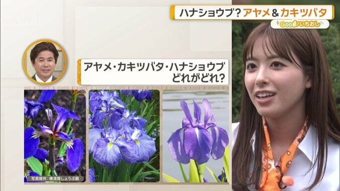 横須賀しょうぶ園で楽しむ「ハナショウブ」　“幻の名花”や珍しい“変わり咲き”も 1枚目