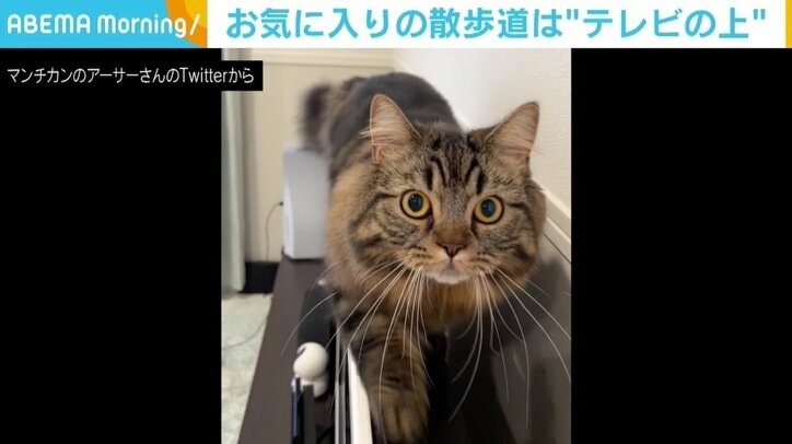 カメラを見つめ“そろりそろり” マンチカンの“散歩コース”に飼い主悩み 「最新の薄型テレビに買い換えるしかないか…」