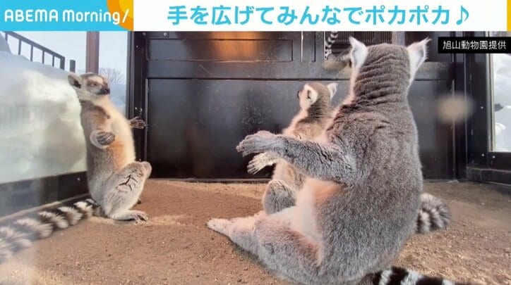 集まって手を広げる「ワオキツネザル」 冬場に見られる暖を取る姿 旭山動物園