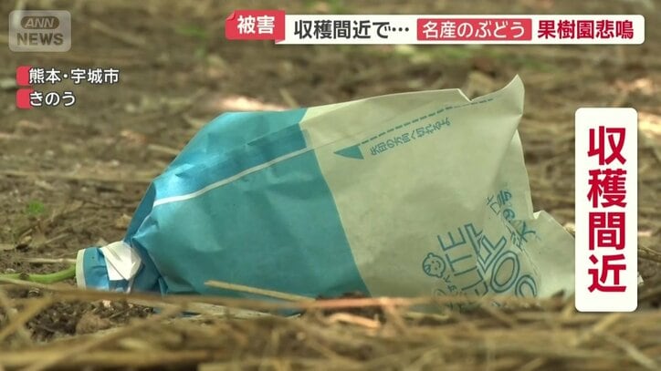 袋に入れられ収穫間近だったシャインマスカット