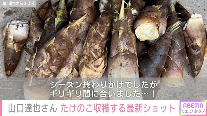 収穫した大量のたけのこ