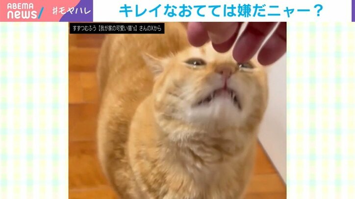 猫のすずくん