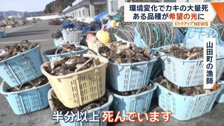 水揚げされたカキの多くが死んでいた