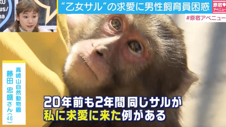 写真 乙女サル の求愛に男性職員困惑 一種のストーカー行為を受けている その他 Abema Times