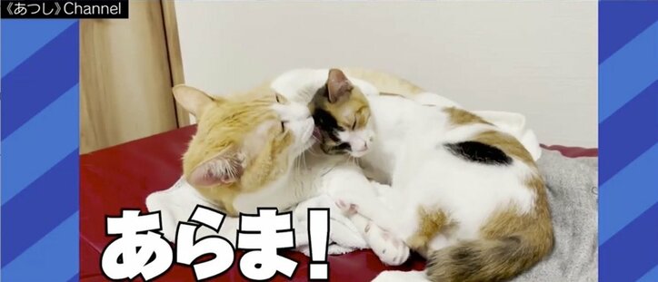 SNS最強コンテンツ“猫”「安易な気持ちで飼わないで」ご飯やトイレ、病院代…人気の裏に“飼育放棄”の現実も