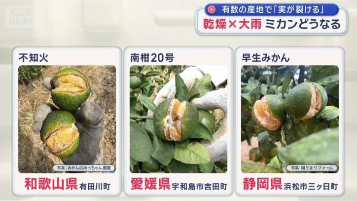 生産量トップ3