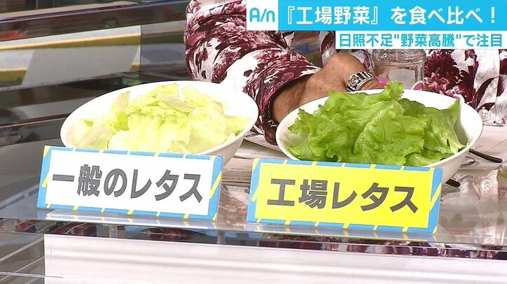 長雨で野菜高騰の救世主?! 「工場野菜」