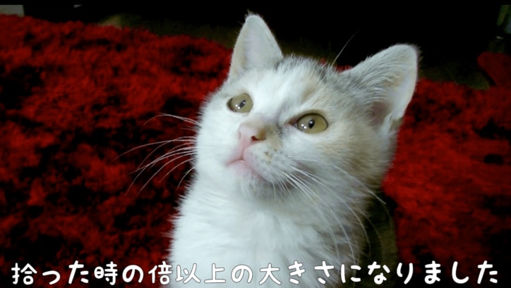 捨て猫だった ネコ吉 飼い主さんの愛情で見違えるほど綺麗になる その他 Abema Times