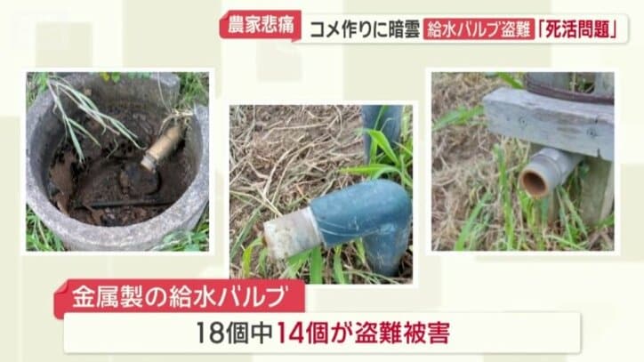 18個中14個が盗まれた